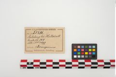 Etikett zu Bronzesitula (NHMW-PRAE-025286)